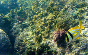 cahuita-coral-reef-thumb