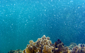 snorkeling-cahuita-coral-reef-thumb