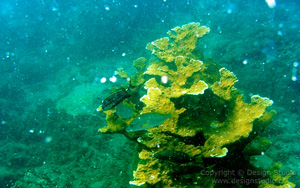Snorkeling House Cahuita Reef Costa Rica